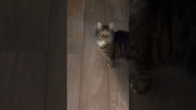 Cat in basket.Кошка в корзине. смотреть онлайн