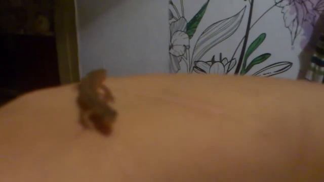 маленькая саламандра Украина, харьков смотреть онлайн