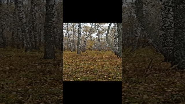 Сибирская хаски Умка на прогулке в лесу