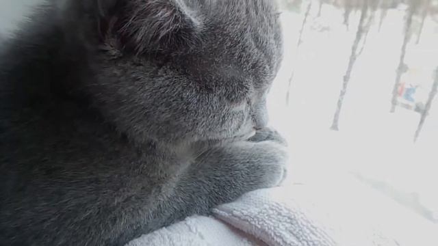 Котенок на подоконнике (Зима) смотреть онлайн