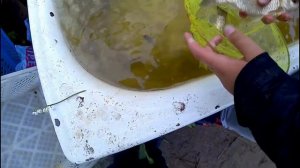 Караси в ванной. Караси ГИГАНТЫ!!!!!!