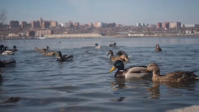 Footage Olympus om-d e-m5 + индустар 69 смотреть онлайн