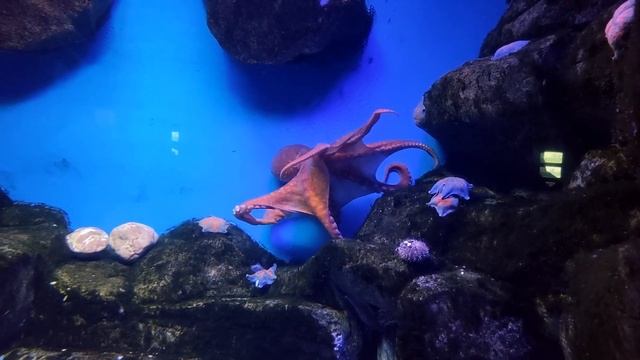 Москвариум. 5 часть. Крабы и осьминог. смотреть онлайн