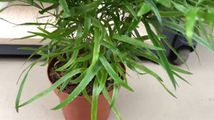 Спаржа польза и вред. Комнатное растение аспарагус.