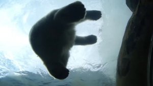 Bears in Copenhagen zoo / Медведи в Копенгагенском зоопарке