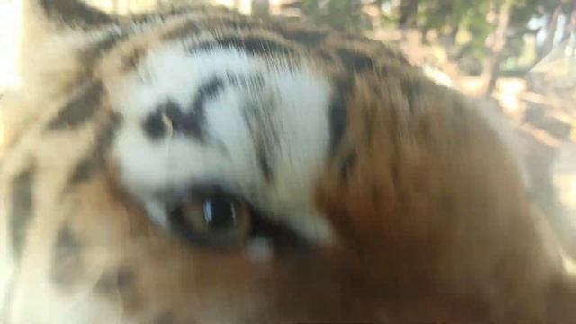 ГЕЛЕНДЖИК 2021 АМУРСКИЕ ТИГРЫ ЖИВОТНЫЕ САФАРИ-ПАРКА смотреть онлайн