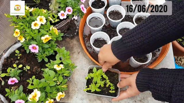 How to grow Snapdragons (Antirrhinum majus) from seeds ~ Full tutorial from seed to mature plants смотреть онлайн