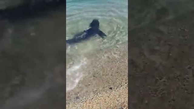 Акула на чёрном море смотреть онлайн