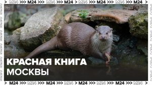 Красная книга Москвы: "Актуальный репортаж" - Москва 24