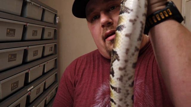 How to Identify Het Monsoon Ball Pythons! Is Monsoon a Co-dominant trait? смотреть онлайн