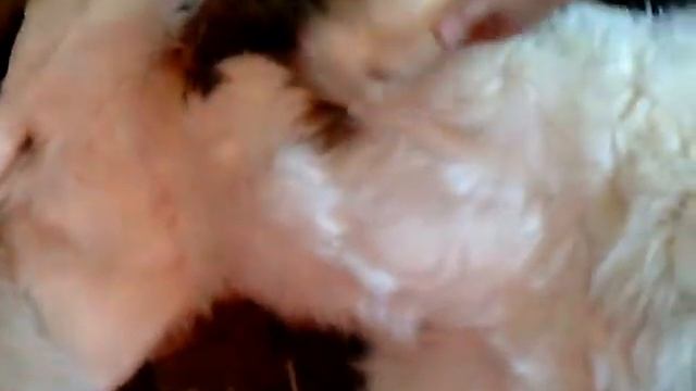 Смешные животные: Бетховен кайфовый ля-ля-ля! смотреть онлайн