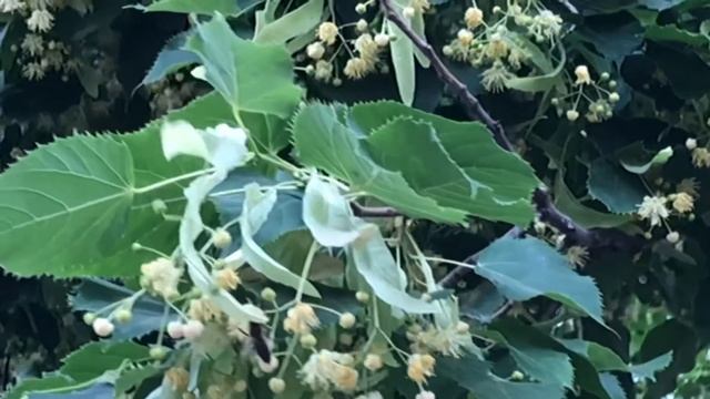 ЛИПА ОТКРЫЛАСЬ смотреть онлайн