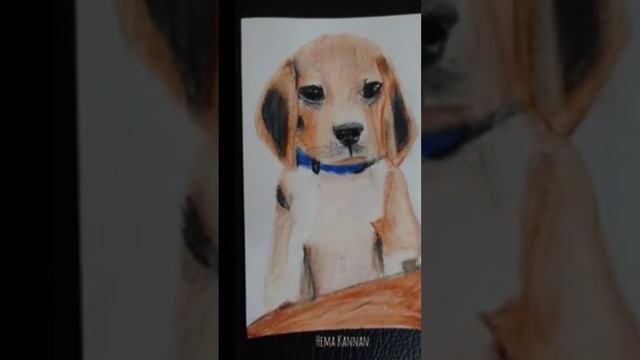 Realistic dog drawing in color pencil...