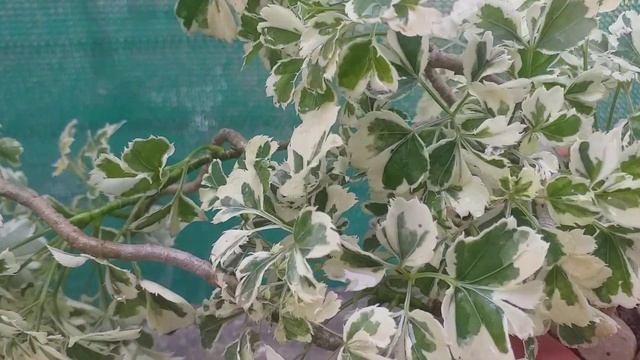"Variegated Aralia" Bonsai indoor plant ? смотреть онлайн