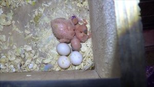 Про радужных волнистых и неразлучников