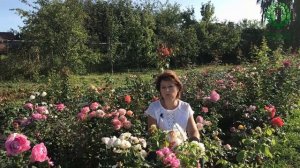 Осенняя посадка роз. Основные рекомендации. Вводная часть. Питомник ? и ? Е. Иващенко