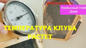 Стеклянный улей для пчел. Температура клуба поднимается (Bee.)