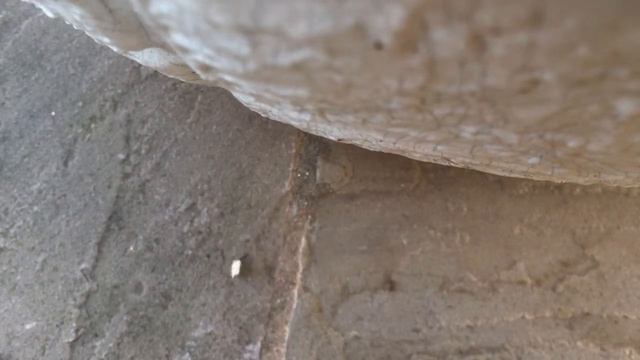 An ant makes off with Erika's Vol Au Vent смотреть онлайн