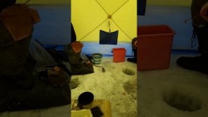 рыбалка на гальяна река Аргунь 9.02.2021