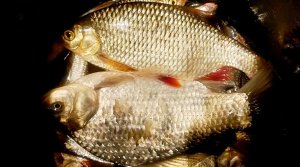 Зимняя рыбалка на Ладоге, плотва