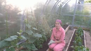 Как лучше формировать томаты и огурцы