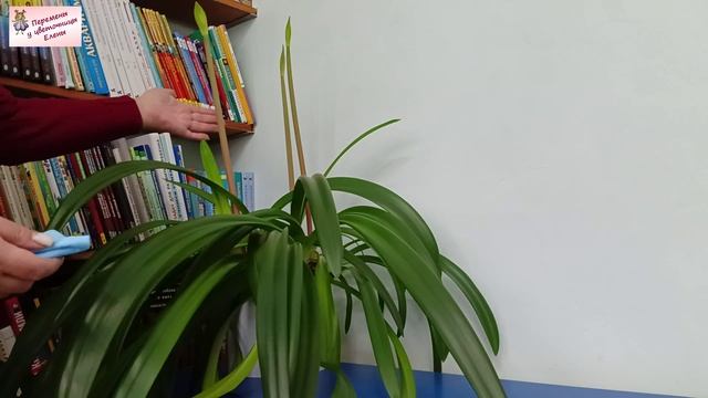 Цветущий сезон открывается: радуюсь февральским бутонам