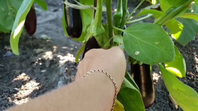 Мои золотые правила выращивания баклажанов смотреть онлайн