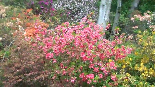Rhododendron Paradise смотреть онлайн