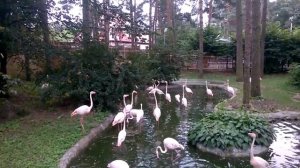 Фламинго в рижском зоопарке ( Flamingo )