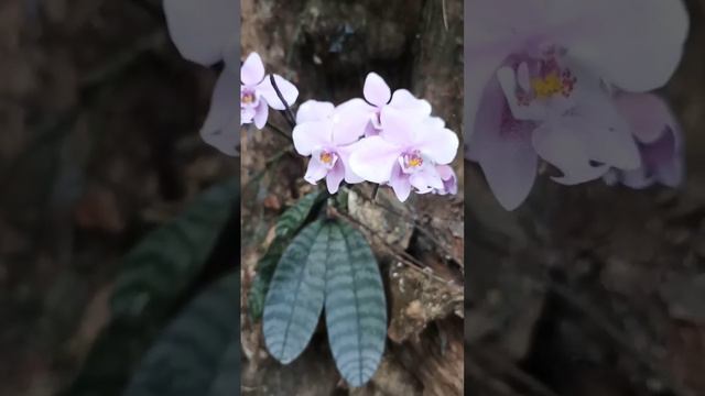 Phalaenopsis Schilleriana смотреть онлайн