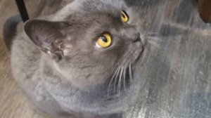 ПЕЧЕНЬ С КАРТОШКОЙ В БАНКЕ,НО ГОРАЗДО ВКУСНЕЙ ЧЕМ В ГОРШОЧКЕ//