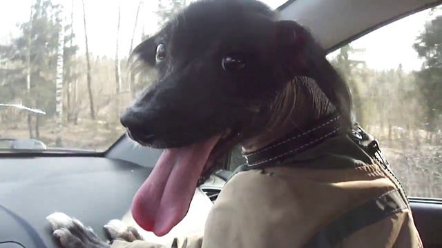 Собака автостопщица смотреть онлайн