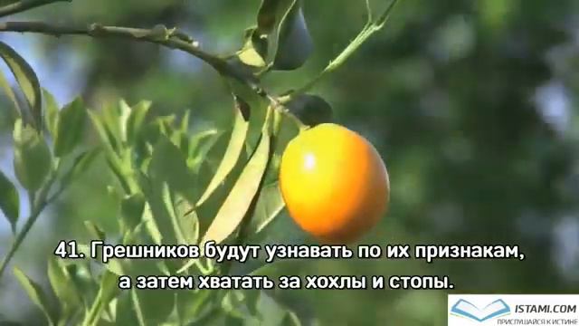 Сура 55 Ар-Рахман (Милостивый), Мишари Рашид.