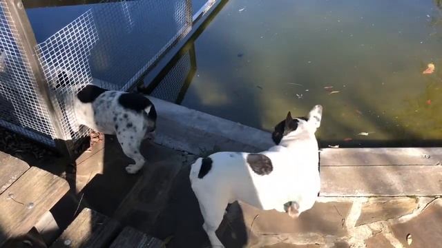 Французские бульдоги и Лирик Как аукнется так и откликнется смотреть онлайн