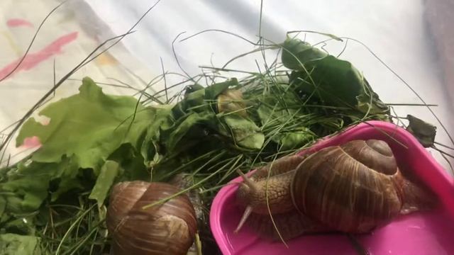 Виноградные улитки едят морковку Гэри и Виктория ￼ смотреть онлайн