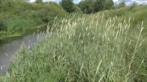 ЭТА МИНИ волшебная РЕЧКА НЕ ПЕРЕСТАЁТ УДИВЛЯТЬ! Рыбалка на удочку! РЫБА РВЁТ ЛЕСКУ!