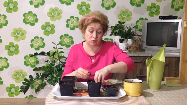 Что делать с купленными клубнями ЛИАТРИСА ранней весной смотреть онлайн