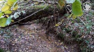 Охота на рябчика. Осень 2016. Поиск рябчика в незнакомом лесу.