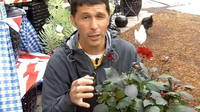 Patriotic Plants! смотреть онлайн