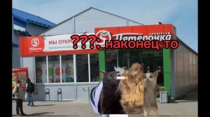 Слово котана , Шерсть на диване (1серия)