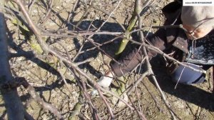 Основные ПРИНЦИПЫ  ОБРЕЗКИ на примере взрослой полукарликовой ЯБЛОНИ.