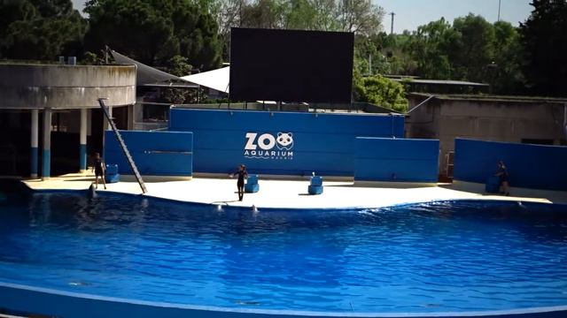 80 Мадрид ZOO шоу дельфинов смотреть онлайн