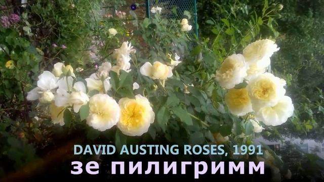 Роза зе Пилигримм (the Piligrim). Серия:Английские розы моего сада. смотреть онлайн