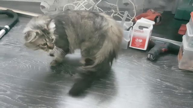 Большой трусливый котик смотреть онлайн