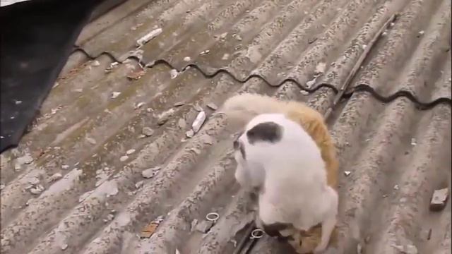 Производство корпоративных видеороликов. Кошачья разборка. смотреть онлайн