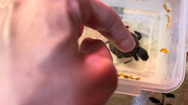 Чем кормить черепаху. Мы дома кормим специальными кормами.