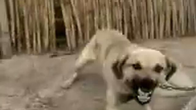 сабака смотреть онлайн