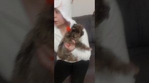 Как подстричь когти щенку йорка