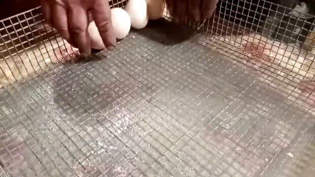 Какой купить инкубатор. Обзор инкубатор. Инкубатор высокой выводимости. Самый лучший инкубатор