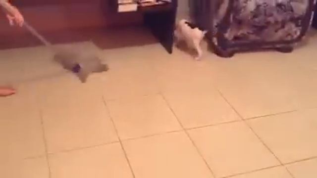 Собака и тряпка. смотреть онлайн